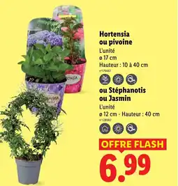 Lidl Hortensia ou pivoine offre