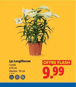 Lidl Lys Longiflorum offre