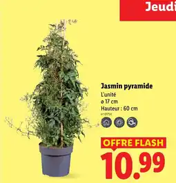 Lidl Jasmin pyramide offre