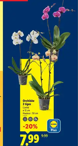 Lidl Orchidée 2 tiges offre