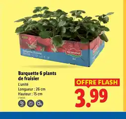 Lidl Barquette 6 plants de fraisier offre