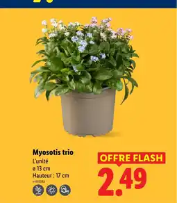 Lidl Myosotis trio offre