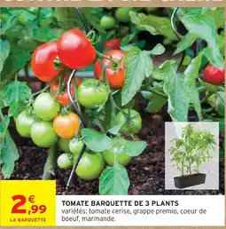 Intermarché Tomate barquette de 3 plants offre