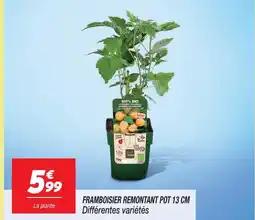 Netto Framboisier remontant pot 13 cm offre