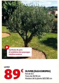Auchan OLIVIER OLEA EUROPEA offre