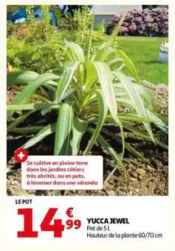 Auchan Yucca Jewel offre