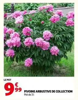 Auchan PIVOINE ARBUSTIVE DE COLLECTION offre