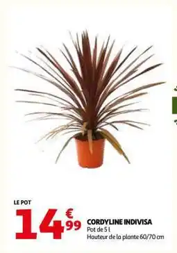 Auchan CORDYLINE INDIVISA offre