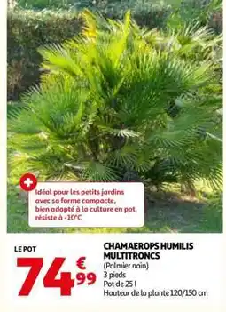 Auchan CHAMAEROPS HUMILIS MULTITRONCS offre