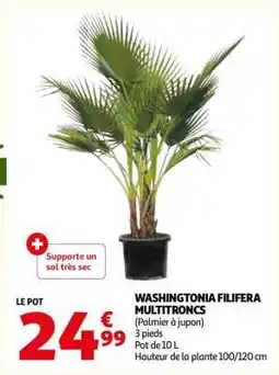 Auchan WASHINGTONIA FILIFERA MULTITRONCS offre