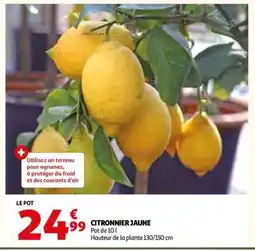Auchan CITRONNIER JAUNE offre