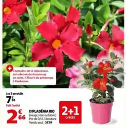 Auchan DIPLADÉNIA RIO offre