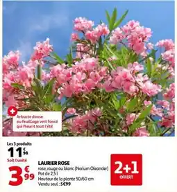 Auchan Laurier rose offre