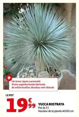 Auchan YUCCA ROSTRATA offre