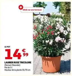 Auchan LAURIER ROSE TRICOLORE offre