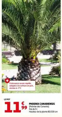 Auchan Phoenix Canariensis offre