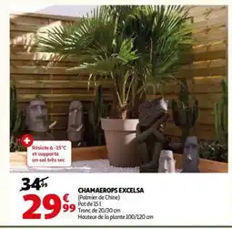 Auchan Chamaerops Excelsa offre