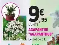 E.Leclerc Jardi Agapanthe agapanthus offre