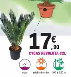 E.Leclerc Jardi Mars - cycas revoluta c2l offre