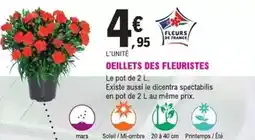 E.Leclerc Jardi Mars - oeillets des fleuristes offre
