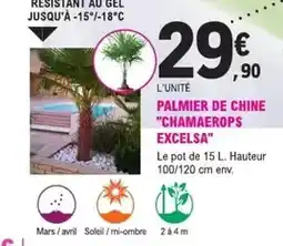 E.Leclerc Jardi Palmier de chine chamaerops excelsa offre