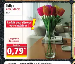 Norma Tulipe offre