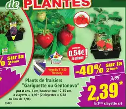 Norma Plants de fraisiers Gariguette ou Gentonova offre