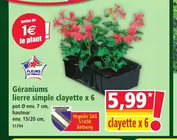 Norma Géraniums lierre simple clayette x 6 offre