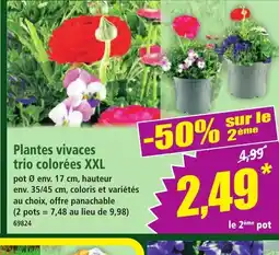 Norma Plantes vivaces trio colorées XXL offre