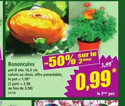 Norma Renoncules offre