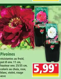 Norma Pivoines offre