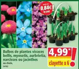 Norma Bulbes de plantes vivaces bellis, myosottis, aurbretita, narcisses ou jacinthes offre