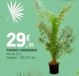 E.Leclerc Phoenix Canariensis offre