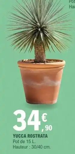 E.Leclerc YUCCA ROSTRATA offre