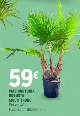 E.Leclerc WASHINGTONIA ROBUSTA MULTI TRONC offre