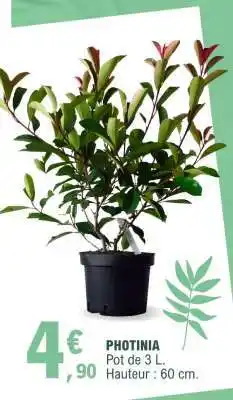 E.Leclerc PHOTINIA offre
