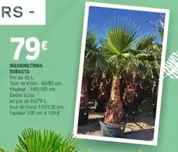 E.Leclerc Washingtonia robusta offre
