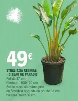 E.Leclerc STRELITZIA REGINAE - OISEAU DE PARADIS offre