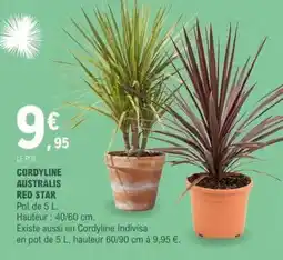 E.Leclerc CORDYLINE AUSTRALIS RED STAR offre