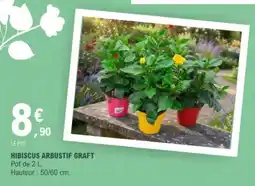 E.Leclerc HIBISCUS ARBUSTIF GRAFT offre