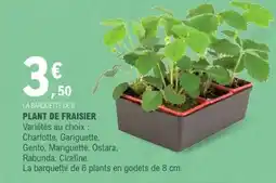 E.Leclerc PLANT DE FRAISIER offre