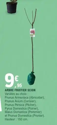 E.Leclerc ARBRE FRUITIER SCION offre