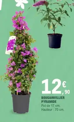 E.Leclerc Bougainvillier Pyramide offre