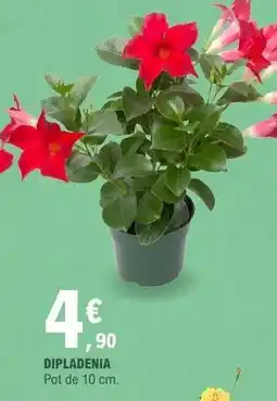 E.Leclerc Dipladenia offre