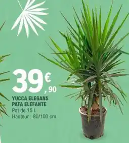 E.Leclerc YUCCA ELEGANS PATA ELEFANTE offre