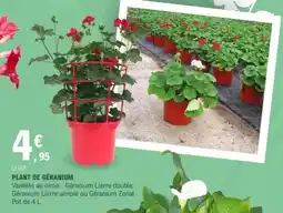 E.Leclerc PLANT DE GÉRANIUM offre