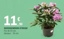 E.Leclerc RHODODENDRON HYBRIDE offre