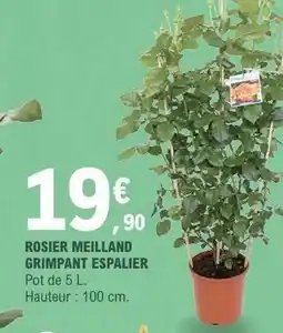 E.Leclerc ROSIER MEILLAND GRIMPANT ESPALIER offre