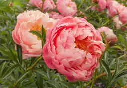 Jardiland Ecloz pivoine herbacée ecloz offre