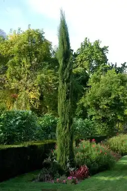 Jardiland Ecloz cyprès de florence totem ecloz offre